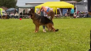 2 Отл. De Orse Mak Flai ERIS +++ №100. Главная выставка немецких овчарок России 2025