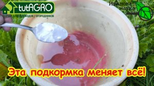 Подкормка для СЛАДКОЙ свеклы, о которой никто не знал! Больше не тратьте время на невкусную свеклу!