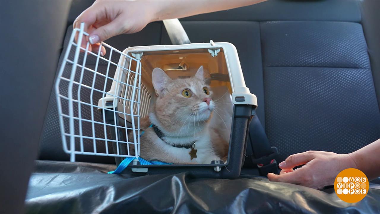Мы везем с собой кота. В переноске. Доброе утро. Фрагмент выпуска от 19.08.2025