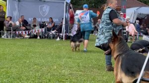 8 Оч/хор Зависть Богов УМБРО №265. Главная выставка немецких овчарок России 2025