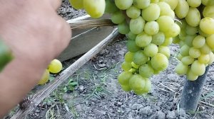 19 августа виноград ранний Палыча