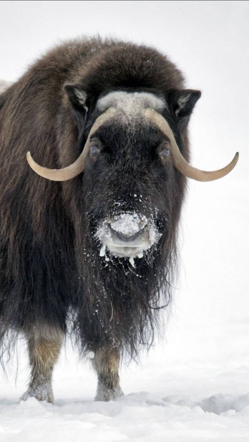 Musk Ox