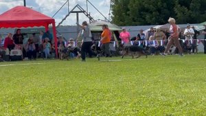 ЩЕНКИ КОБЕЛИ / Главная выставка немецких овчарок России 2025