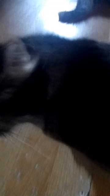 мем про кошку вместе.mp4