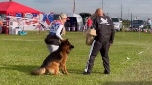 2 Отл. АМИР ХОГВАРТС ++- №281. Главная выставка немецких овчарок России 2025