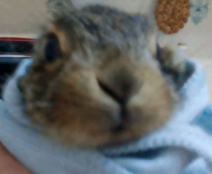 прохождение леса sons of  the forest