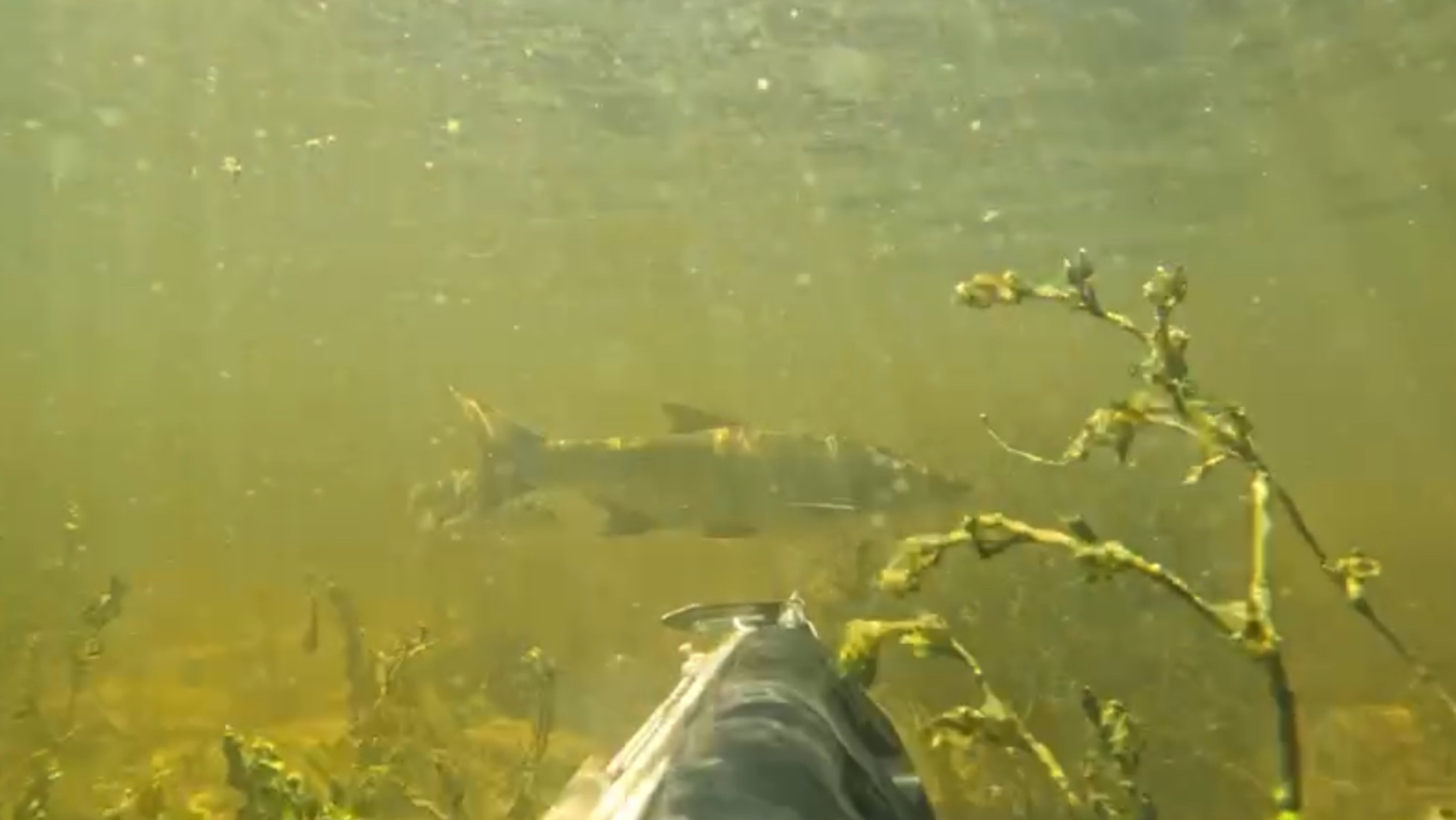 ОГРОМНЫЙ ЖЕРЕХ🐋  ВЫШЕЛ ПРЯМО НА МЕНЯ. Так Мне Еще Не Везло на ПОДВОДНОЙ ОХОТЕ😱 смотреть онлайн