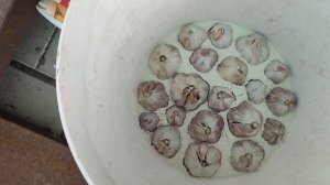 Как сохранить чеснок до весны?