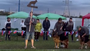 7 место «ф. Маир Хоф» / Главная выставка немецких овчарок России 2025