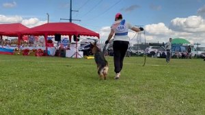 4 Оч/хор ГАМБА из Белого Яра №164. Главная выставка немецких овчарок России 2025