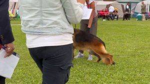 1 О/Отл. ПК Negus Karil's ALAN +++ №84. Главная выставка немецких овчарок России 2025