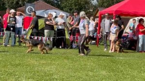 ЩЕНКИ СУКИ / Главная выставка немецких овчарок России 2025 (Husain, Герлеман, Шайхудинов, Швец)