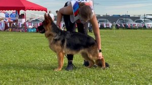 13 ОП Pax Deorum RASHN ROKET №126. Главная выставка немецких овчарок России 2025