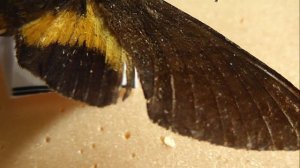 БРАЖНИКИ: 493. Macroglossum trigi