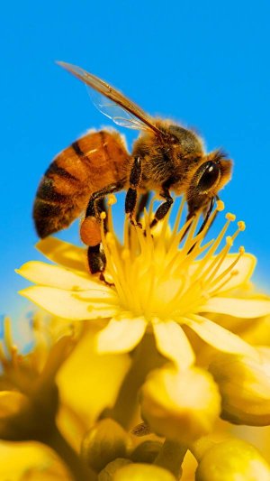 14 сентября День защиты пчел