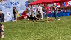 БЕБИ КОБЕЛИ ДШ / Главная выставка немецких овчарок России 2025