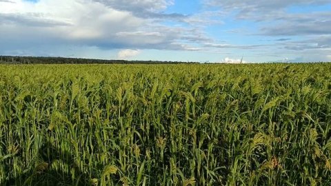 Чудесное просо!