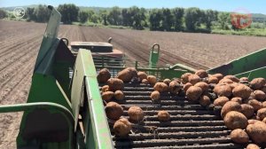 🥔 На 5 тонн с гектара больше, чем в прошлом году — в Уссурийском округе собирают картофель