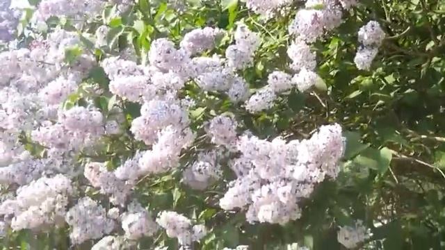 Ты моя любовь - Автор музыка и поёт Александр Юрпалов смотреть онлайн