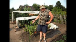 Помидоры без рассады 17 августа