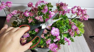 ГЕРАНЬ в АВГУСТЕ РЕЖУ и НЕ ЖАЛЕЮ, теперь будет лес из цветов