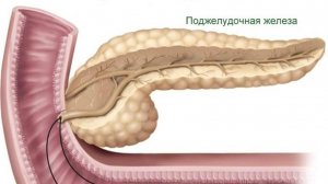 Пищеварение в тонкой кишке. Панкреатический сок и желчь