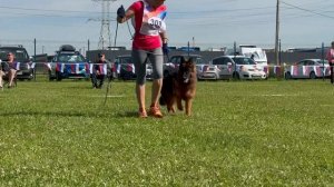 1 ОП De Orse Mak Flai HORTITSA №303. Главная выставка немецких овчарок России 2025