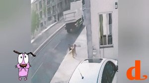 собака, друг человека