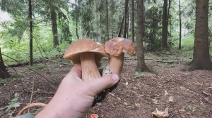 💥ГРИБНИКОВ БОЛЬШЕ ЧЕМ ГРИБОВ!👉НАШЁЛ В ГЛУБИНЕ ЛЕСА ИЗБУШКУ НА КУРЬИХ НОЖКАХ🍄ГРИБНОЙ АВГУСТ 2025