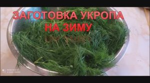 УКРОП на зиму! ДВА варианта заготовки!