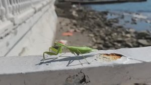 красивые и необычные насекомые Крыма. Закавказский Древесный Богомол  и его походка 17-08-2025