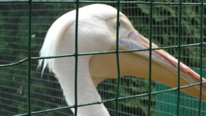 КРАСАВЕЦ-ПЕЛИКАН.Видео Татьяны Крестьянсковой