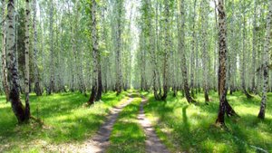 Я в весеннем лесу пил берёзовый сок (перепевка,кавер-версия) из фильма "Судьба резидента"