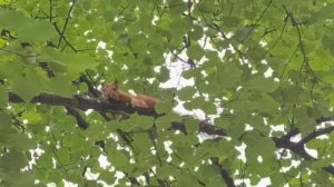 Мама, слови белочку