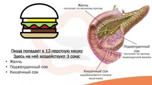 Видео-лекция №16.3 Ферменты пищеварительной системы