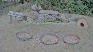 Ежики и кошки приходили- сейчас белочка пришла проверить кормушку. Ждем лису