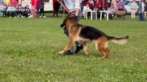 14 Отл. ЕВЭЛИН из Белого Яра +++ №233. Главная выставка немецких овчарок России 2025