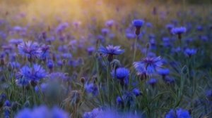 Васiльковае неба🌹