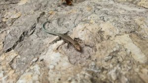 Зелёная красавица