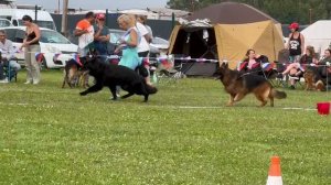 ВЕТЕРАНЫ КОБЕЛИ ДШ / Главная выставка немецких овчарок России 2025