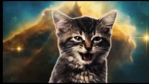 ПОЮЩИЕ КОТИКИ