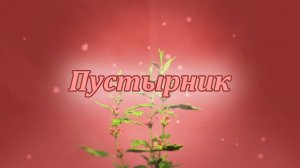 Целебные свойства пустырника — секрет здоровья и спокойствия!
