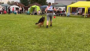 5 О/Отл. КЧК Зависть Богов ИМПЕРАТОР +++ №94. Главная выставка немецких овчарок России 2025