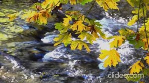 Птицы кричат.