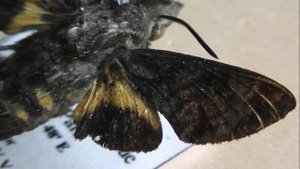 БРАЖНИКИ: 495. Macroglossum troglodytus