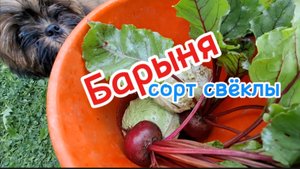 Выращивание свёклы сорта Барыня: полезные свойства и рецепты приготовления