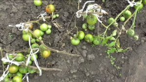 Последние помидоры сезона