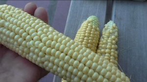 Сравниваю три лучших сорта кукурузы ТРОЙНАЯ СЛАДОСТЬ, КУБАНСКАЯ КОНСЕРВНАЯ и БЫЛИНА.