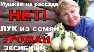 Мушек на рассаде теперь не будет. Борюсь с клещом на огурцах.Лук по 600 гр, покорил меня