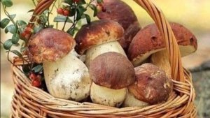 День белого гриба